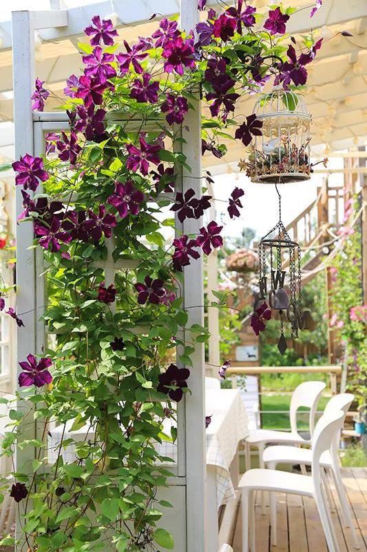 从基建到植物，2年造一个2000平花园