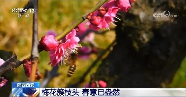春来到!长安唐村梅园登陆央视《新闻直播间》 春来到!长安唐村梅园登陆央视《新闻直播间》