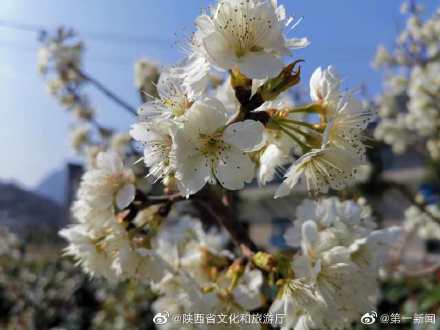 阳春三月漫川关樱花烂漫时 阳春三月漫川关樱花烂漫时