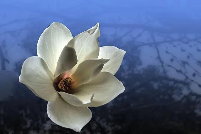 鲜枝无叶只开花，白玉兰娇一树华