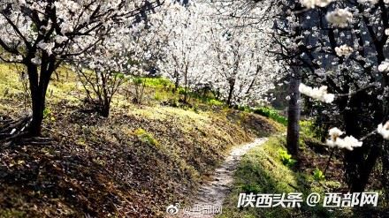 春天里的陕西丨白河县樱桃花开 春意浓
