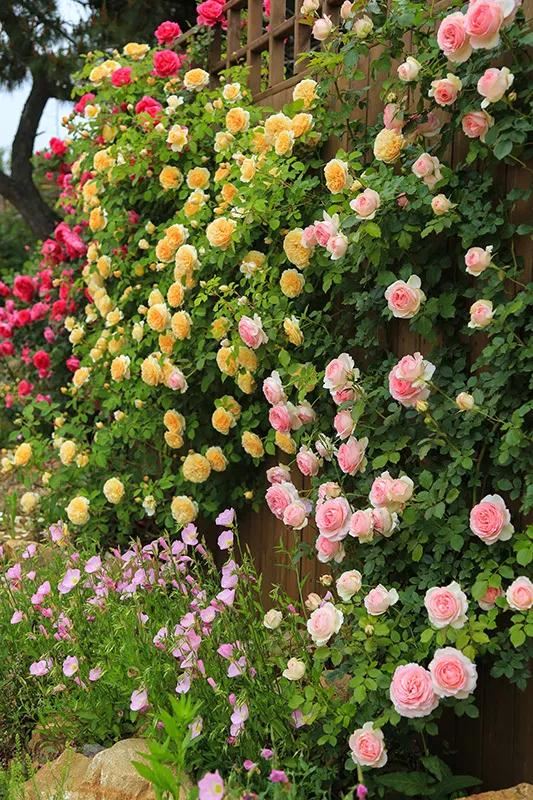 从基建到植物，2年造一个2000平花园