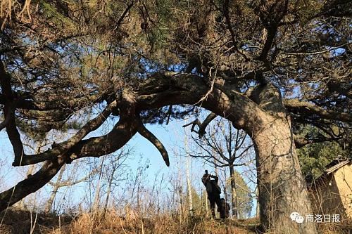 行摄商洛｜这个地方有一棵“龙松”，虬枝苍劲、矗立千年