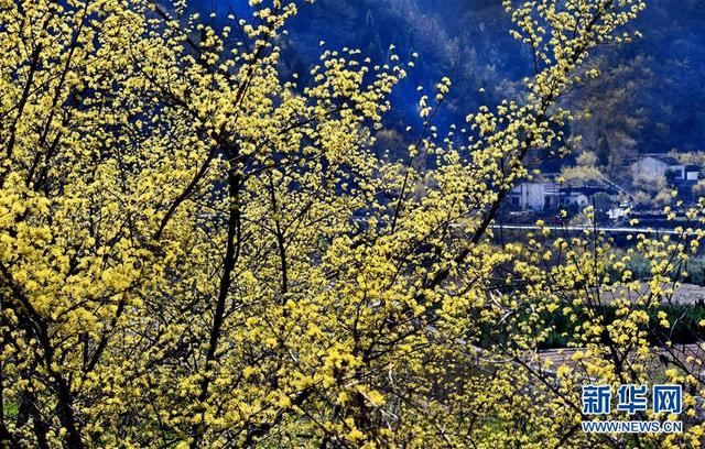 秦岭深处十万亩山茱萸盛开 秦岭深处十万亩山茱萸盛开