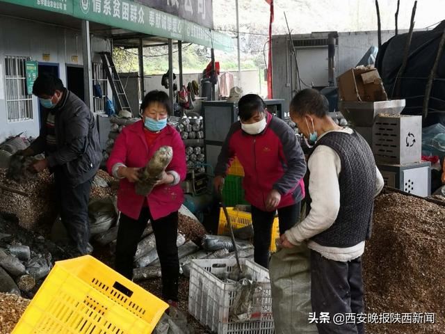 南郑大地春意浓——汉中市南郑区党员干部防疫期间为民服务“不打烊”纪实