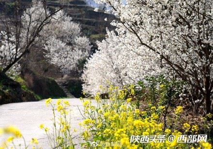 春天里的陕西丨白河县樱桃花开 春意浓