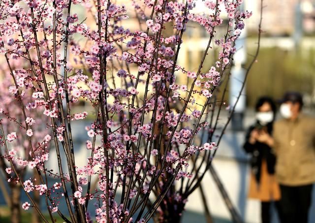 上海：苏州河畔春光美