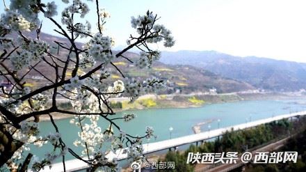 春天里的陕西丨白河县樱桃花开 春意浓