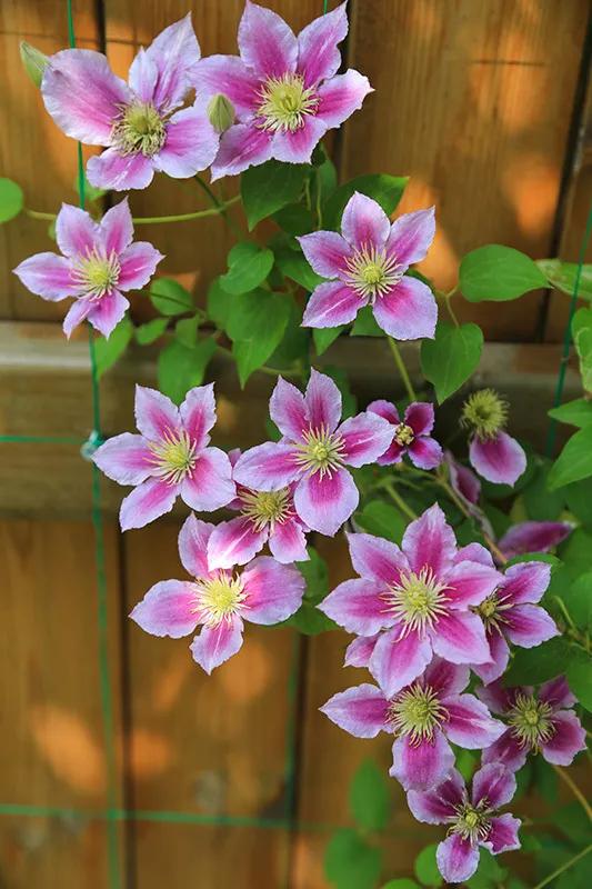从基建到植物，2年造一个2000平花园