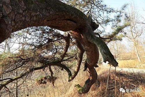 行摄商洛｜这个地方有一棵“龙松”，虬枝苍劲、矗立千年