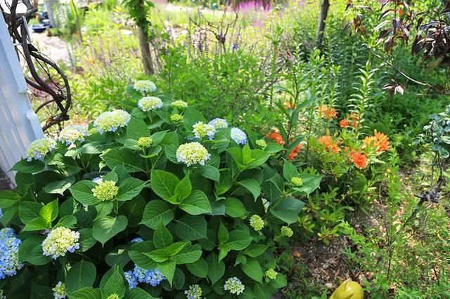 从基建到植物，2年造一个2000平花园