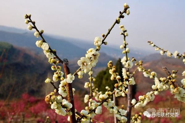 千亩红梅迎春绽放,周至龙阳沟里馨香怡人 千亩红梅迎春绽放,周至龙阳沟里馨香怡人