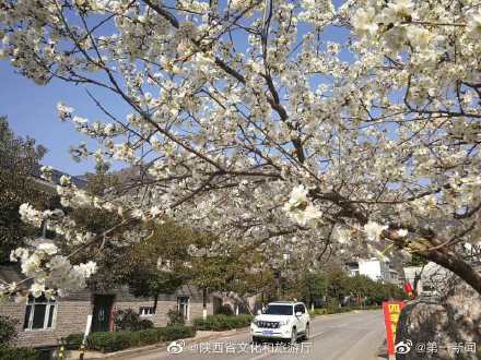 阳春三月漫川关樱花烂漫时 阳春三月漫川关樱花烂漫时
