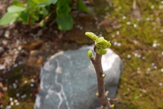 庭院设计师的庭院会做成什么样? 庭院设计师的庭院会做成什么样?