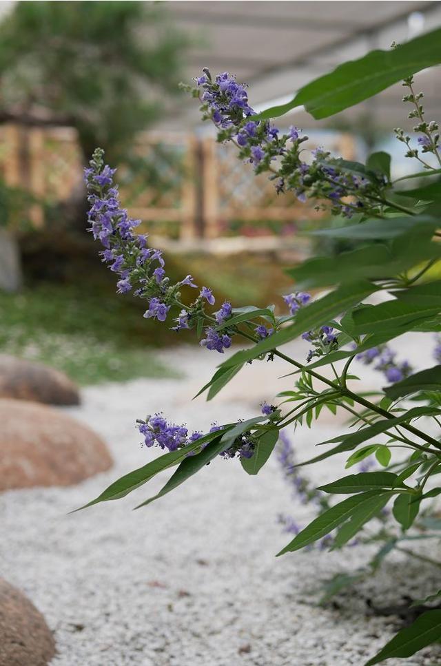 庭院设计师的庭院会做成什么样? 庭院设计师的庭院会做成什么样?