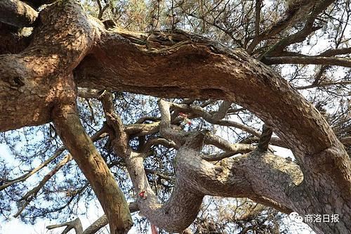 行摄商洛｜这个地方有一棵“龙松”，虬枝苍劲、矗立千年