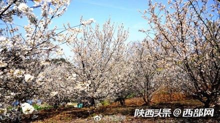 春天里的陕西丨白河县樱桃花开 春意浓