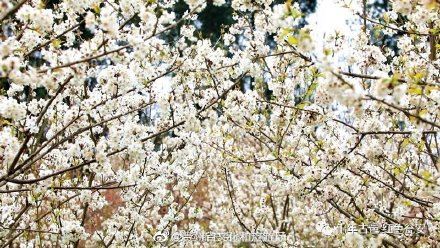 美美美！这里4000余亩樱桃花迎春盛开
