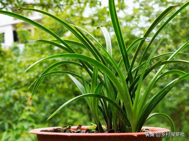 种植兰花，怎样才算成功？不是开花，而是复壮