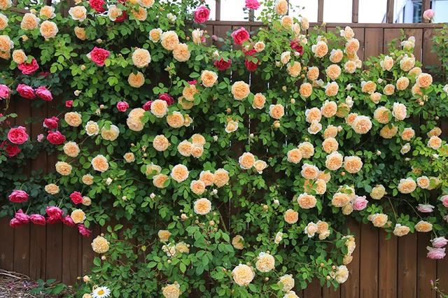 从基建到植物，2年造一个2000平花园