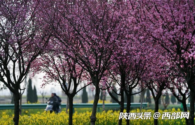 春天里的陕西 | 乍暖还寒 陕西勉县千棵美人梅与百亩油菜花竞春光 春天里的陕西 | 乍暖还寒 陕西勉县千棵美人梅与百亩油菜花竞春光