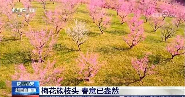 春来到!长安唐村梅园登陆央视《新闻直播间》 春来到!长安唐村梅园登陆央视《新闻直播间》