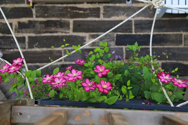 从基建到植物，2年造一个2000平花园