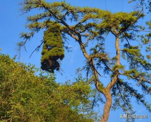 太白县王家塄镇有一颗陕西独一无二的“松钟” 太白县王家塄镇有一颗陕西独一无二的“松钟”