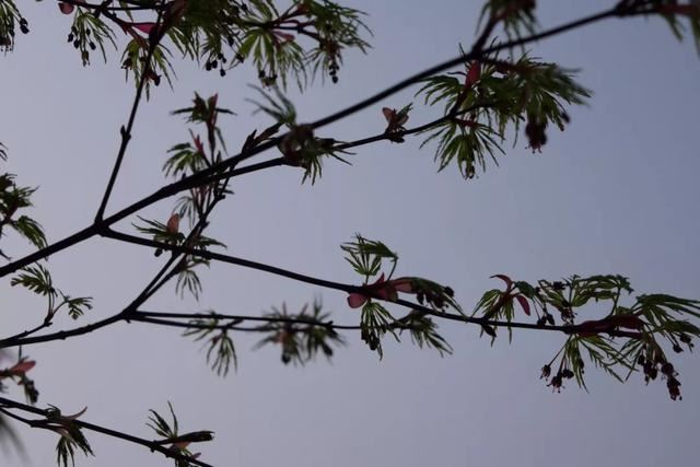 庭院设计师的庭院会做成什么样? 庭院设计师的庭院会做成什么样?