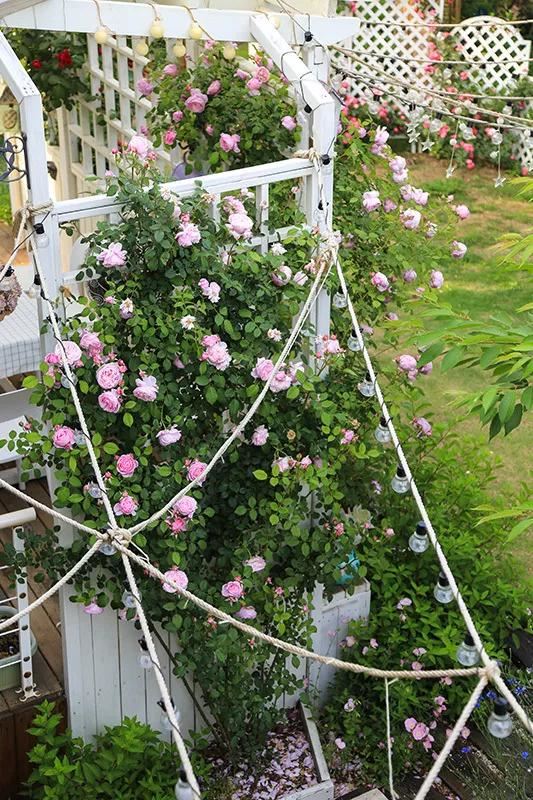 从基建到植物，2年造一个2000平花园