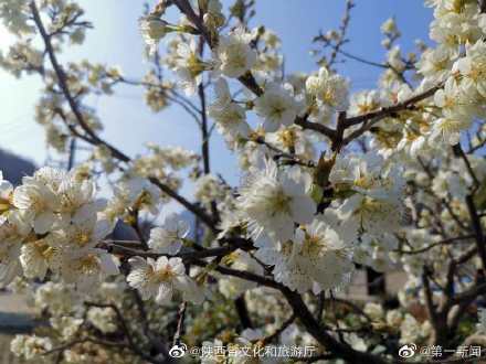 阳春三月漫川关樱花烂漫时 阳春三月漫川关樱花烂漫时