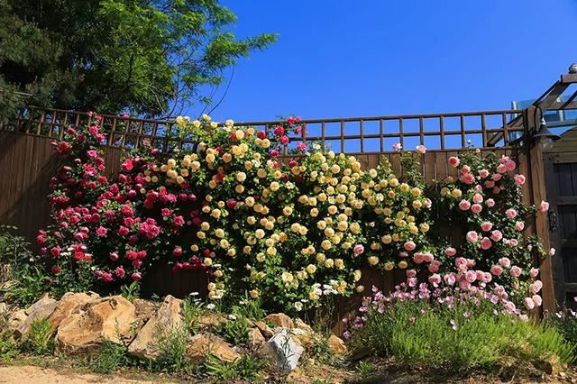 从基建到植物，2年造一个2000平花园