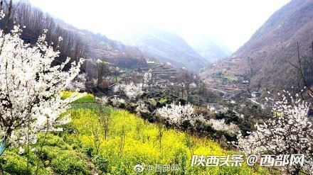 春天里的陕西丨白河县樱桃花开 春意浓
