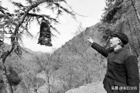 太白县王家塄镇有一颗陕西独一无二的“松钟” 太白县王家塄镇有一颗陕西独一无二的“松钟”