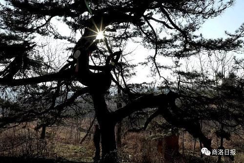 行摄商洛｜这个地方有一棵“龙松”，虬枝苍劲、矗立千年