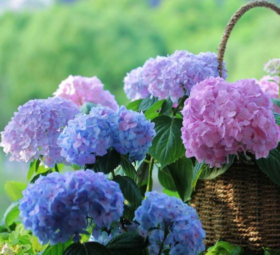 春天来了，给绣球花做对“1件事”，开花一次爆盆，来年花量更多