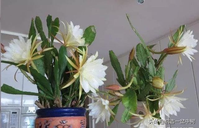 盆栽昙花应该如何种植？做好这5点，一年长成树，开花超多！