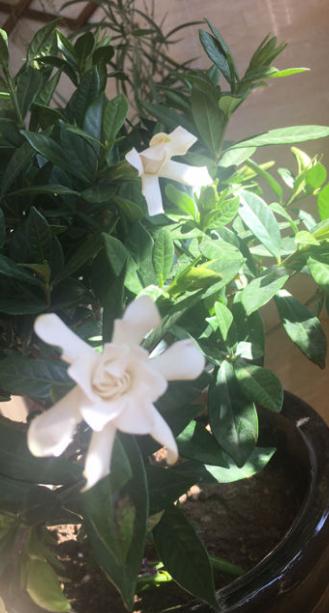 栀子花开香又白，这么养能让它旺上加旺，邻居都羡慕