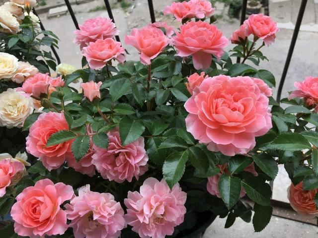 春天养花别手贱，别乱修剪，这些花剪了，就坏了