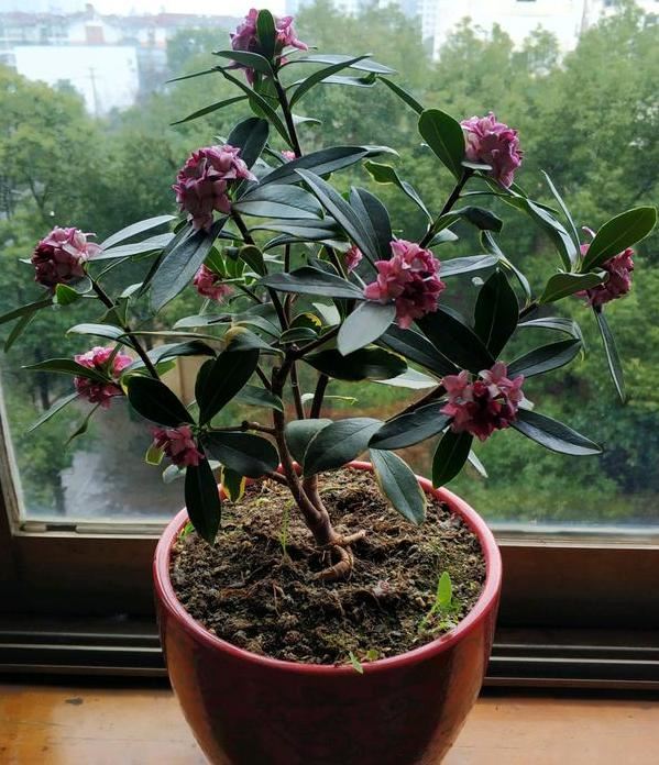 盆栽花长叶芽就枯死怎么办？学会换盆、旧土翻新，养啥花都不愁