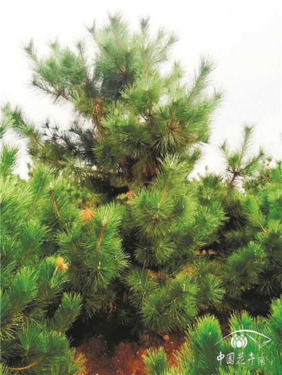 黑松、油松你辨得清吗？