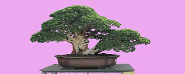 盆景初学入门技巧