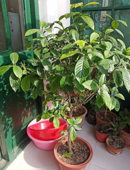 栀子花开香又白，这么养能让它旺上加旺，邻居都羡慕
