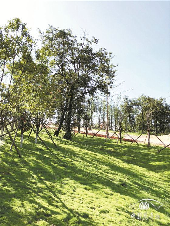 打造城建区与草海湿地生态隔离带 记贵州毕节威宁草海北岸集雨区面山植被恢复工程 
