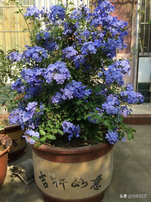 立春养蓝雪花，多“剪枝”，后“追肥”，花芽长的快，花量翻倍
