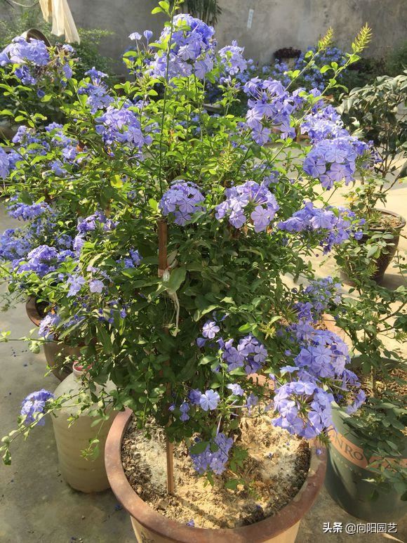 立春养蓝雪花，多“剪枝”，后“追肥”，花芽长的快，花量翻倍