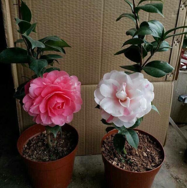 养茶花，记住4个“小细节”，小苗变小树，一树繁花，叶绿花苞多