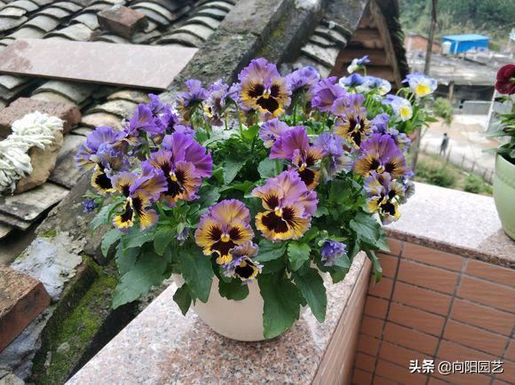 阳台养盆三色堇，能开3种颜色，50天就开花，轻松开爆花盆