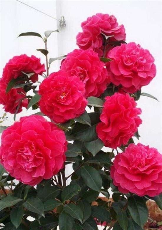 养茶花，记住4个“小细节”，小苗变小树，一树繁花，叶绿花苞多