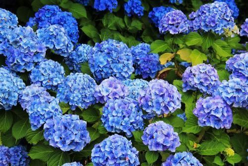 养这几种花可有得忙了，天暖就要施肥，才能养好根开更多花